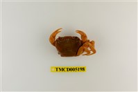 藏品(拉氏清溪蟹)的圖片